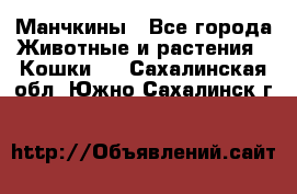 Манчкины - Все города Животные и растения » Кошки   . Сахалинская обл.,Южно-Сахалинск г.